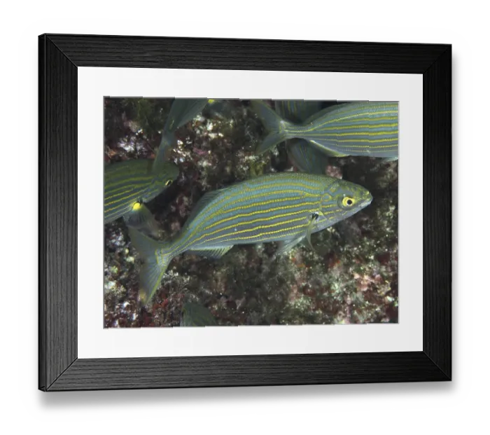 Framed Print : Fish with distinctive stripes, gold stripes (Sarpa salpa)