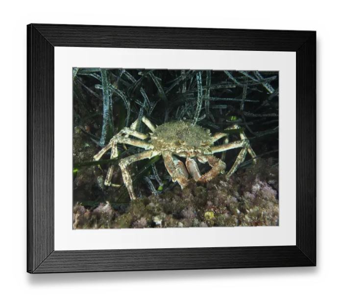 Framed Print : A crab, spider crab (Maja squinado) Framed Print : A crab, spider crab (Maja squinado)