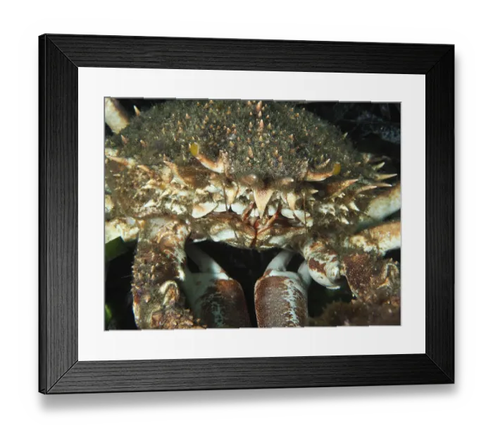 Framed Print : Close-up of a spiky crab with an impressive shell structure
