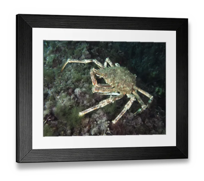 Framed Print : A large crab, spider crab (Maja squinado)