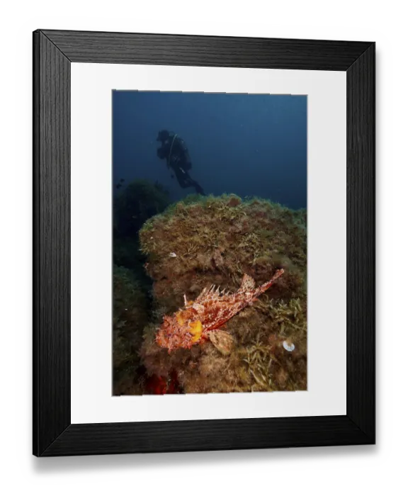 Framed Print : A diver approaches a scorpionfish Framed Print : A diver approaches a scorpionfish