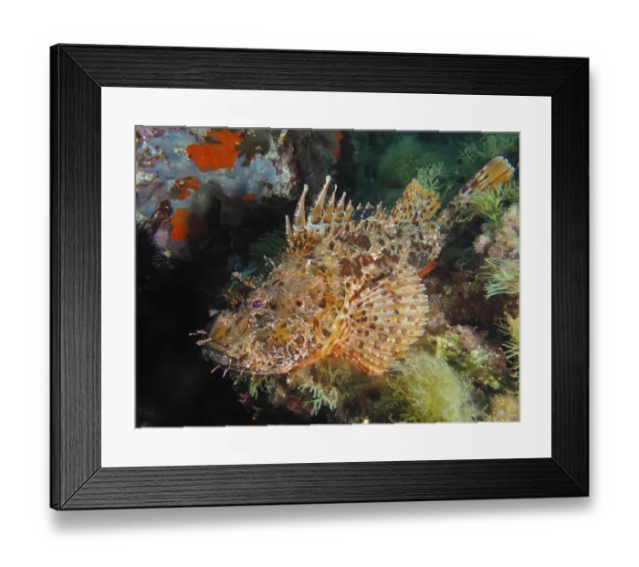 Framed Print : A detailed scorpionfish, Great Red Dragonhead (Scorpaena scrofa) Framed Print : A detailed scorpionfish, Great Red Dragonhead (Scorpaena scrofa)