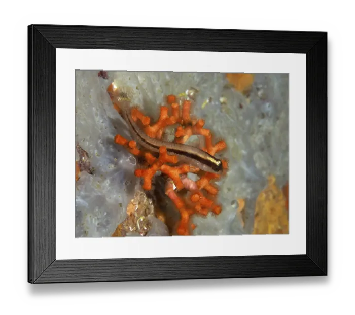 Framed Print : A small fish, long-striped hagfish (Parablennius rouxi)
