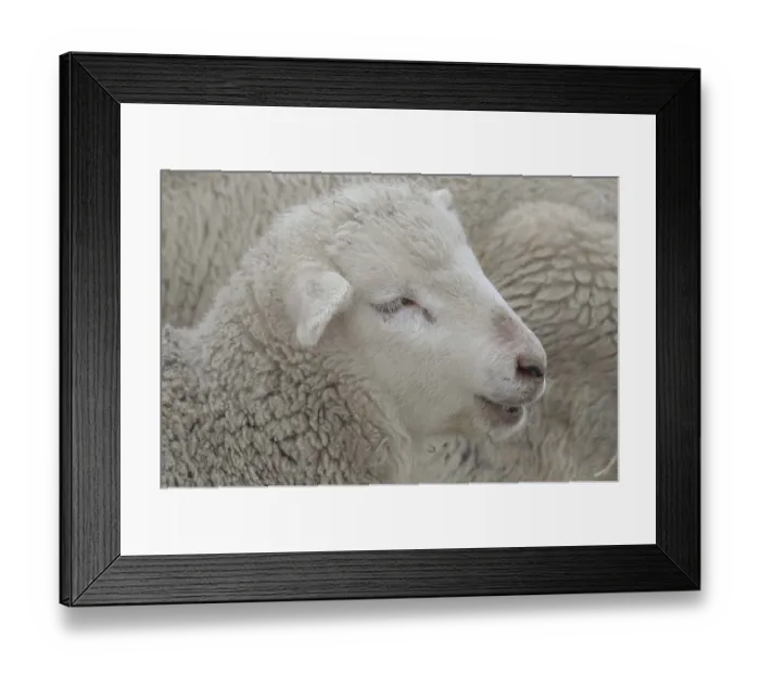 Framed Print : Young sheep with fluffy wool lying relaxed next to another Framed Print : Young sheep with fluffy wool lying relaxed next to another
