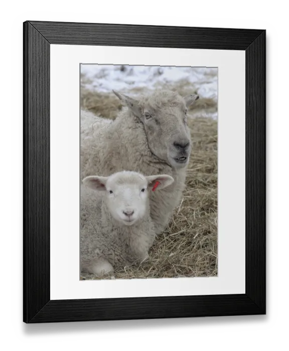 Framed Print : Ewe and lamb lie together on a straw bed