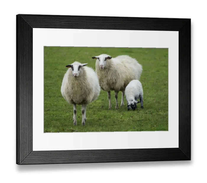 Framed Print : Three sheep stand in a green field Framed Print : Three sheep stand in a green field