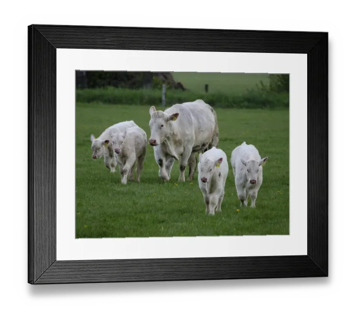 Framed Print : A cow with four calves running around together on a green field