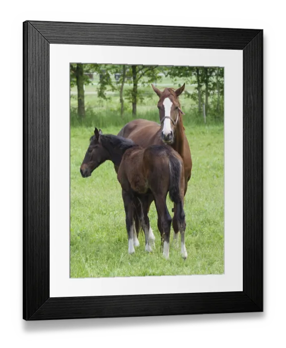 Framed Print : Two horses, one standing protectively behind the foal in the pasture