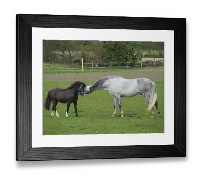 Framed Print : A gray horse interacts friendly with a Shetland pony in the pasture