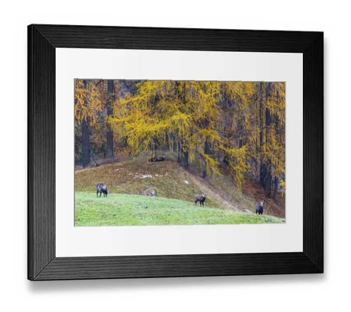 Framed Print : Chamois (Rupicapra rupicapra) in front of yellow larches (Larix)