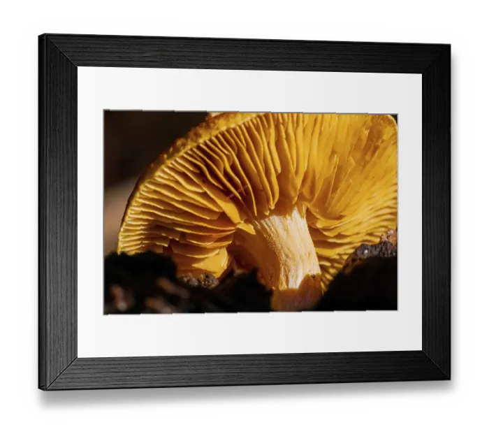 Framed Print : Close-up Common Rustgill Mushrooms in a Pine Forest Plantation in Tokai Forest Cape Town