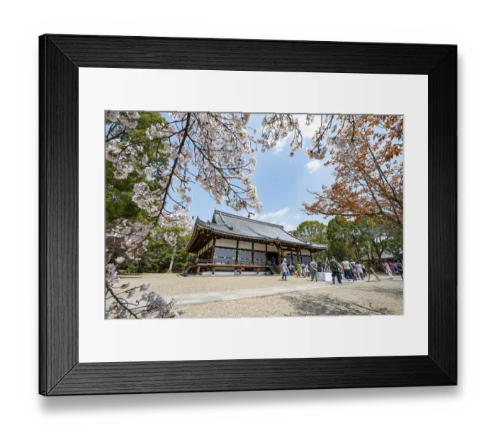 Framed Print : Blooming cherry trees, Kondo main hall of Ninna-ji Temple