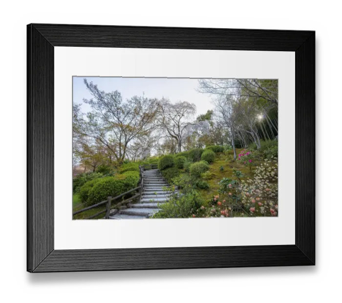 Framed Print : Path between blooming bushes in spring