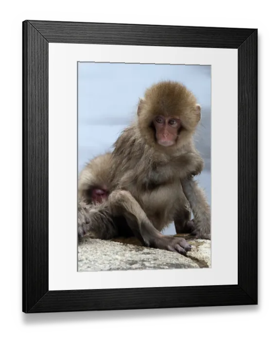 Framed Print : Japanese macaque or snow japanese monkey