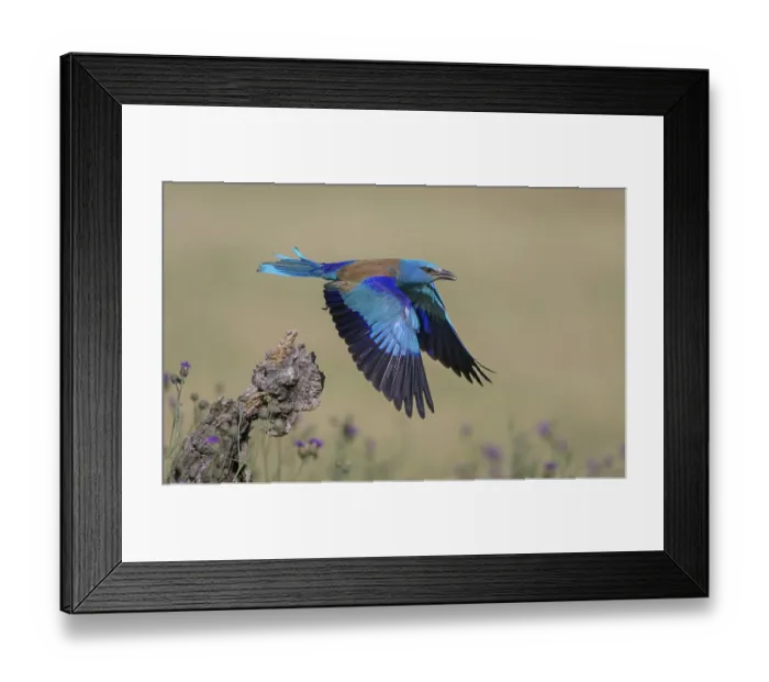 Framed Print : Blue racke (Coracias garrulus) Framed Print : Blue racke (Coracias garrulus)