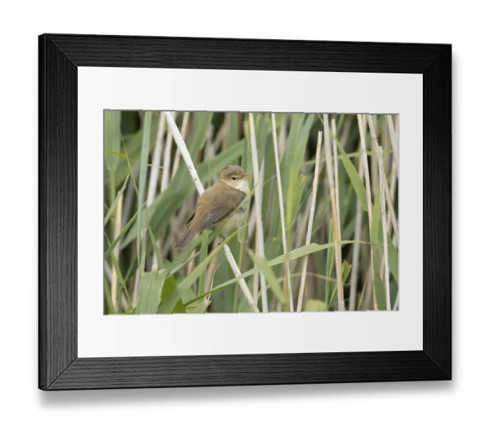 Framed Print : Reed warbler (Acrocephalus scirpaceus) adult bird in a reedbed in summer Framed Print : Reed warbler (Acrocephalus scirpaceus) adult bird in a reedbed in summer