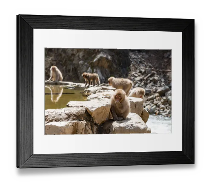 Framed Print : Japanese macaques (Macaca fuscata) sitting on rocks near water Framed Print : Japanese macaques (Macaca fuscata) sitting on rocks near water