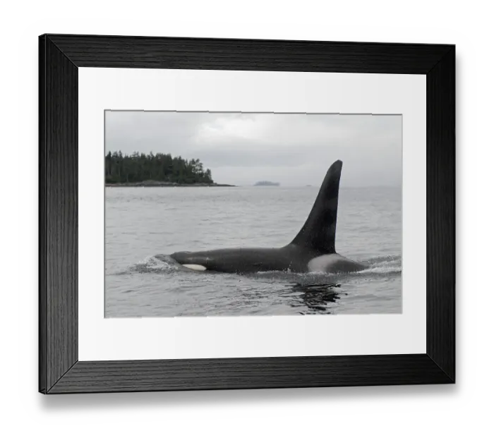 Framed Print : Killer whale (Orcinus orca), orca