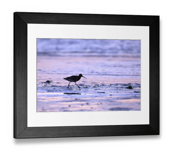 Framed Print : Pod-tailed woodcock (Limosa lapponica) in backlight on the beach