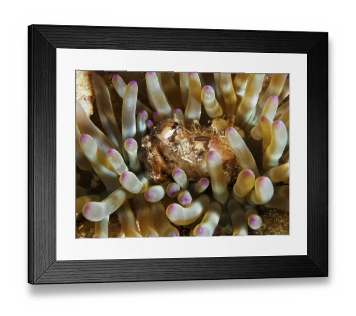 Framed Print : Detailed macro image of a sea anemone