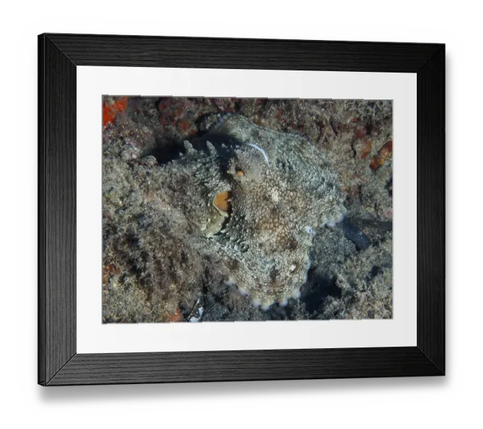 Framed Print : Octopus, common octopus (Octopus vulgaris)