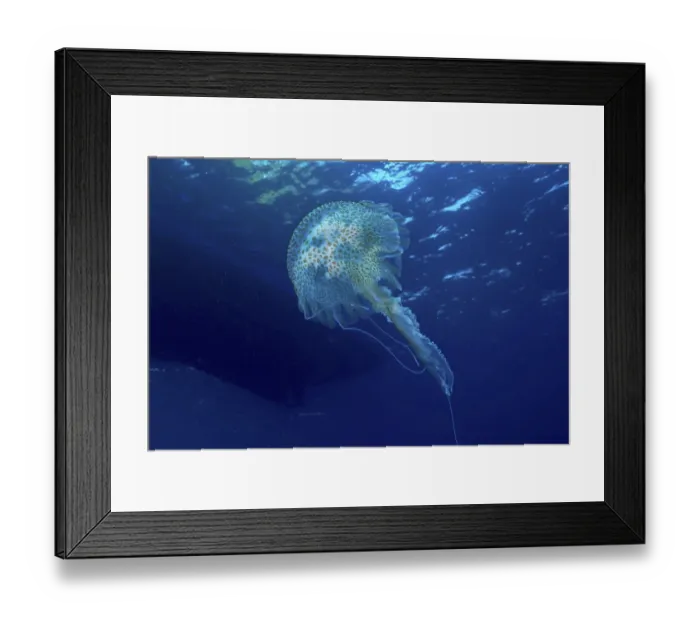 Framed Print : A shimmering jellyfish (Pelagia noctiluca) Framed Print : A shimmering jellyfish (Pelagia noctiluca)