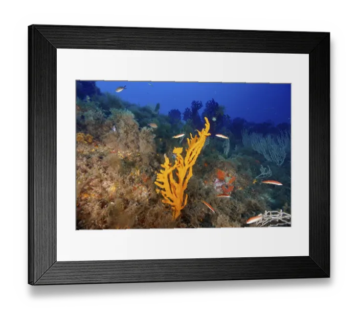Framed Print : A lively reef with orange structures