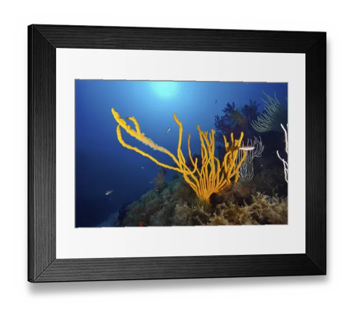 Framed Print : Underwater view of orange holey antler sponge (Axinella polypoides) Framed Print : Underwater view of orange holey antler sponge (Axinella polypoides)