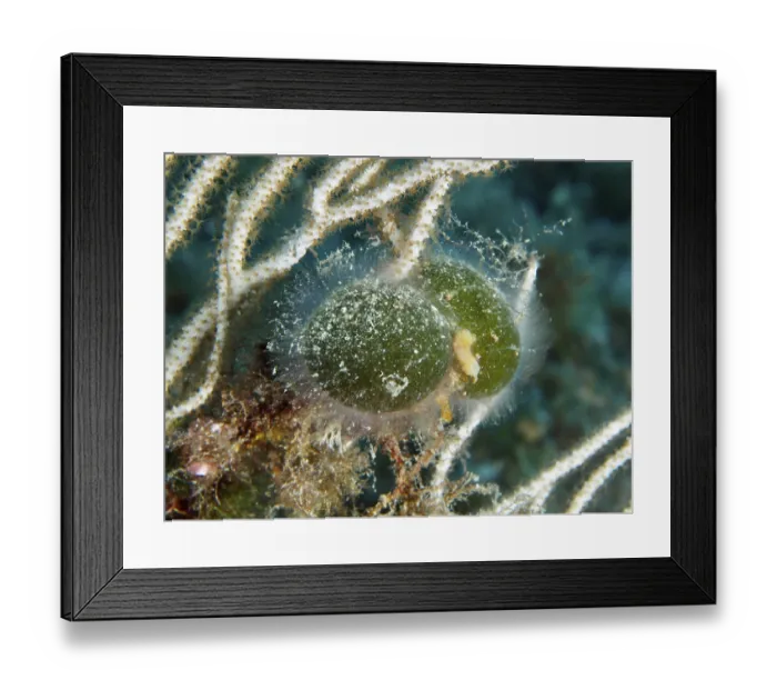 Framed Print : Two green specimens of sea ball Framed Print : Two green specimens of sea ball