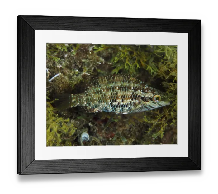 Framed Print : Five-legged wrapfish (Symphodus roissali) Framed Print : Five-legged wrapfish (Symphodus roissali)