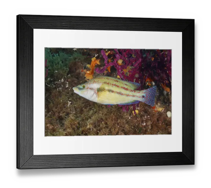 Framed Print : Colourful peacock wrapfish (Symphodus tinca)