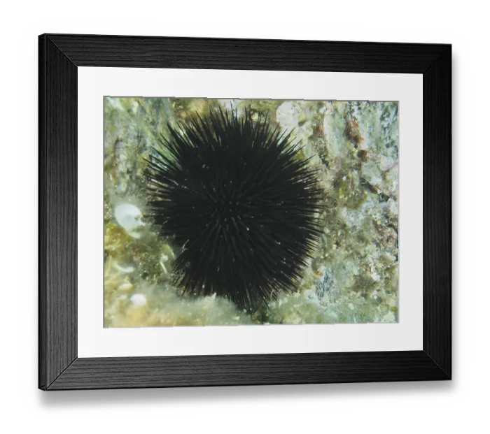 Framed Print : A black sea urchin (Arbacia lixula) with many fine spines on rocky ground in the Mediterranean near Hyeres
