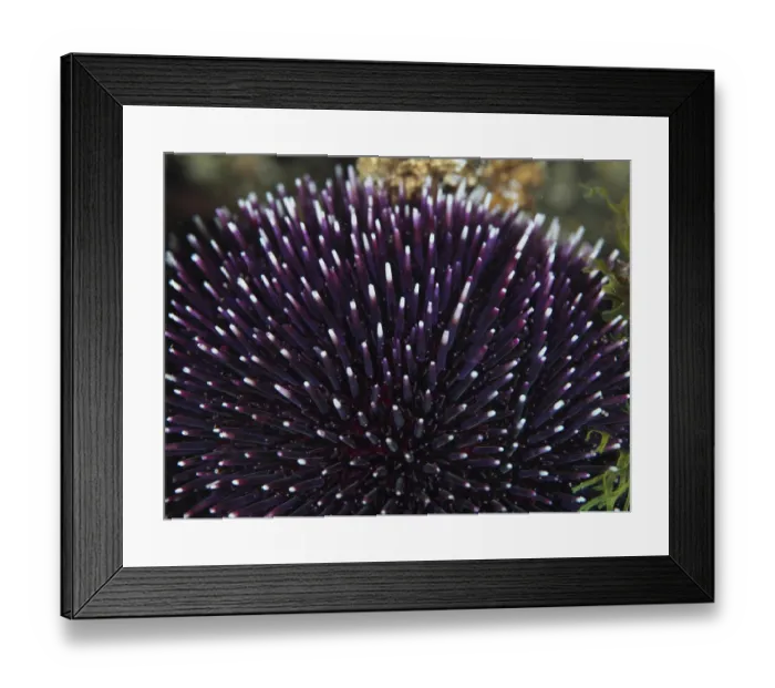 Framed Print : Purple sea urchin (Sphaerechinus granularis) with long