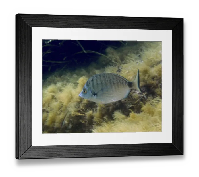 Framed Print : A single fish, roast bream (Diplodus puntazzo) Framed Print : A single fish, roast bream (Diplodus puntazzo)