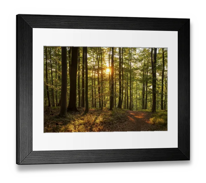 Framed Print : The warm light of the evening sun shines through tree trunks on a hiking trail in an idyllic beech forest Framed Print : The warm light of the evening sun shines through tree trunks on a hiking trail in an idyllic beech forest