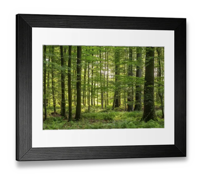 Framed Print : Sunlight penetrates a dense deciduous forest in spring and creates a peaceful and idyllic atmosphere