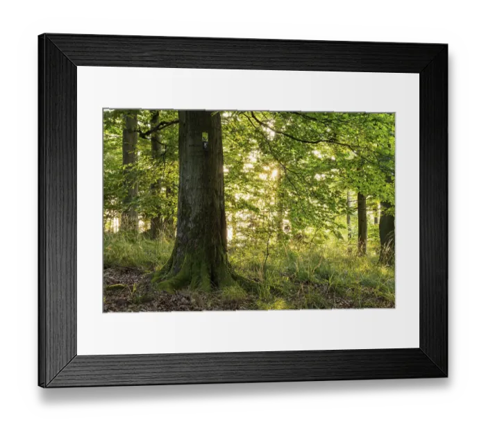 Framed Print : The sun shines between the trunks of beech trees into a forest with lush green foliage Framed Print : The sun shines between the trunks of beech trees into a forest with lush green foliage