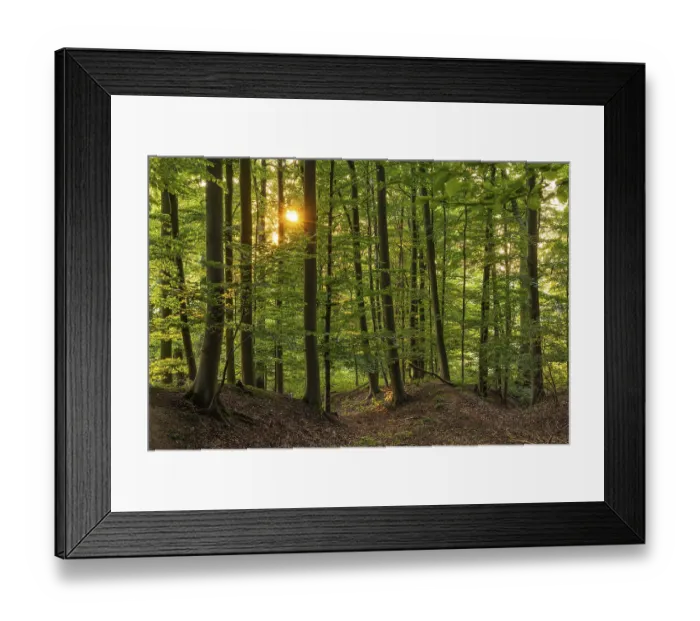Framed Print : The sun shines in a picturesque beech forest on the Eichenberg near Blomberg Framed Print : The sun shines in a picturesque beech forest on the Eichenberg near Blomberg