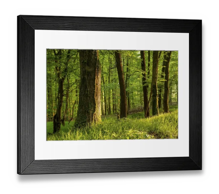 Framed Print : Rustic forest in spring, with moss and ivy-covered tree trunks and grass-covered forest floor
