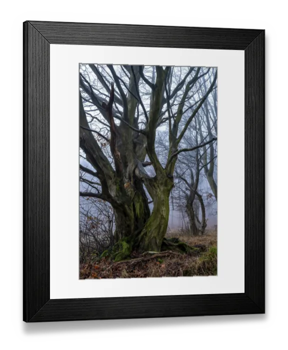 Framed Print : Native tree with gnarled branches and moss-covered tree trunk on the edge of a foggy forest in winter