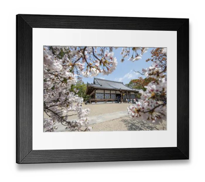 Framed Print : Blooming cherry trees, Kondo main hall of Ninna-ji Temple
