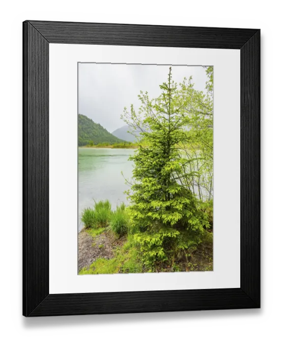 Framed Print : Norway spruce (Picea abies) tree grwoing beside Lake Offensee on a rainy day in spring