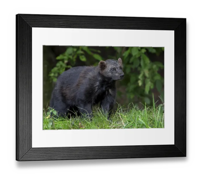Framed Print : Wolverine, glutton, carcajou (Gulo gulo) hunting in forest