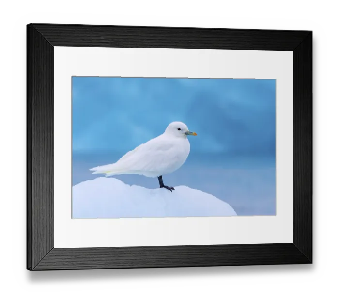 Framed Print : Ivory gull (Pagophila eburnea, Larus eburneus) resting on ice floe along the coast of Svalbard