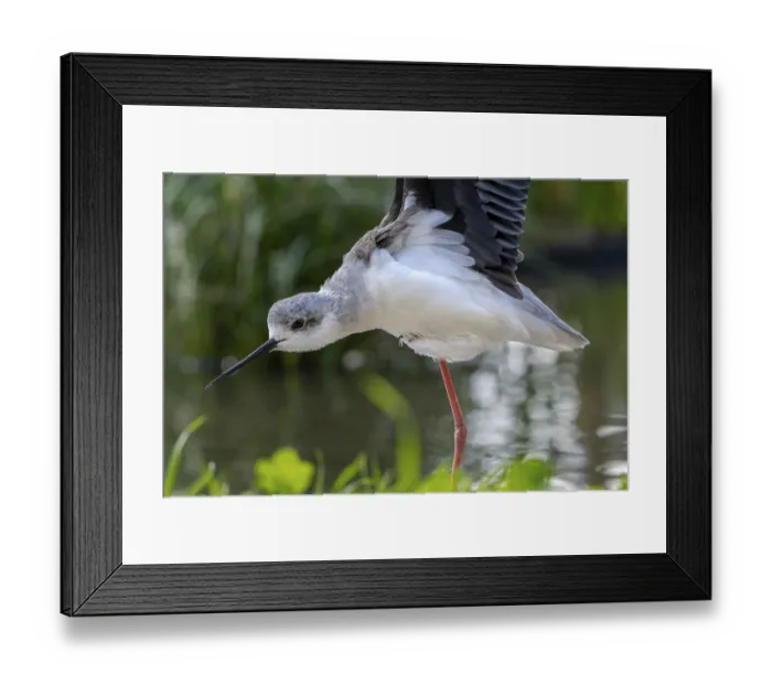 Framed Print : Black-winged stilt (Himantopus himantopus) stretching wings in shallow water of pond at marshland