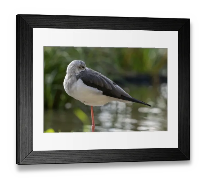 Framed Print : Black-winged stilt (Himantopus himantopus) resting on one leg in shallow water of pond at wetland