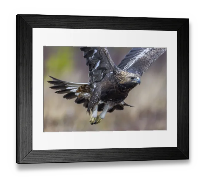 Framed Print : European golden eagle (Aquila chrysaetos chrysaetos) juvenile flying over moorland