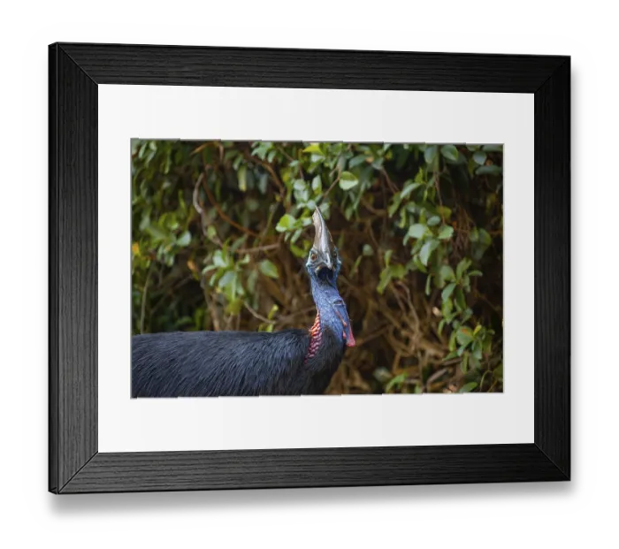 Framed Print : Mating behavior of helmet cassowaries in the Queensland rainforest Australia