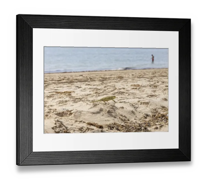 Framed Print : The Mediterranean chameleon, chameleo chameleon