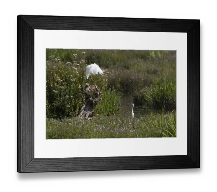 Framed Print : Great white egret (Ardea alba)